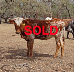 Texas Longhorn Cattle