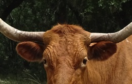 Ear Placement Tight Under Horns
Eyes Do Not Protrude