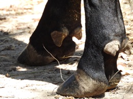 Back Feet