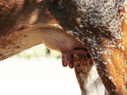 Udder Late Lactation