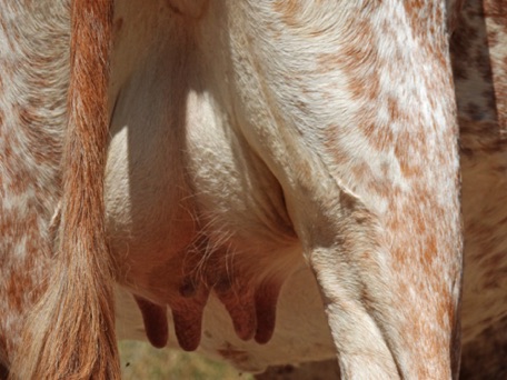 udder mid-lactation