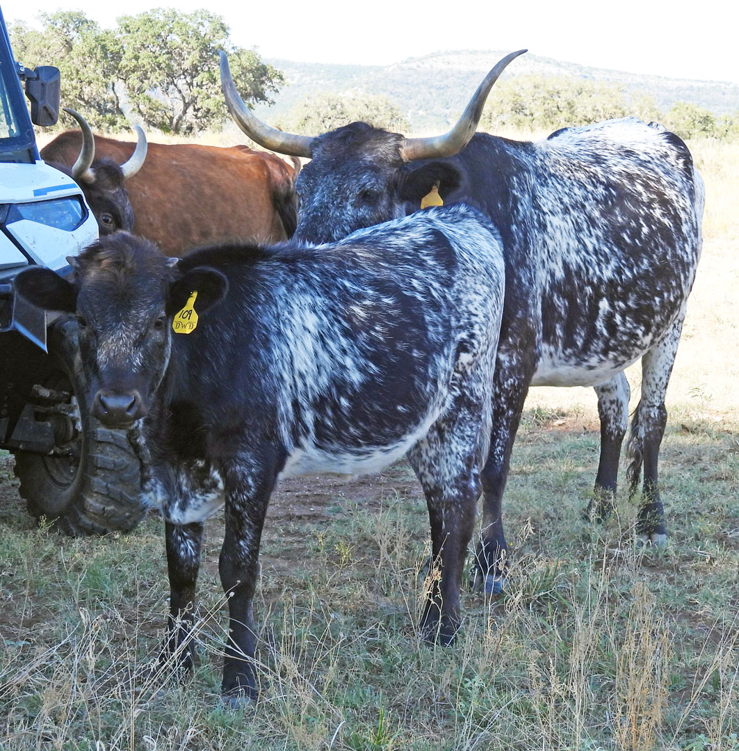 Texas Longhorn heifer; black/blue roan