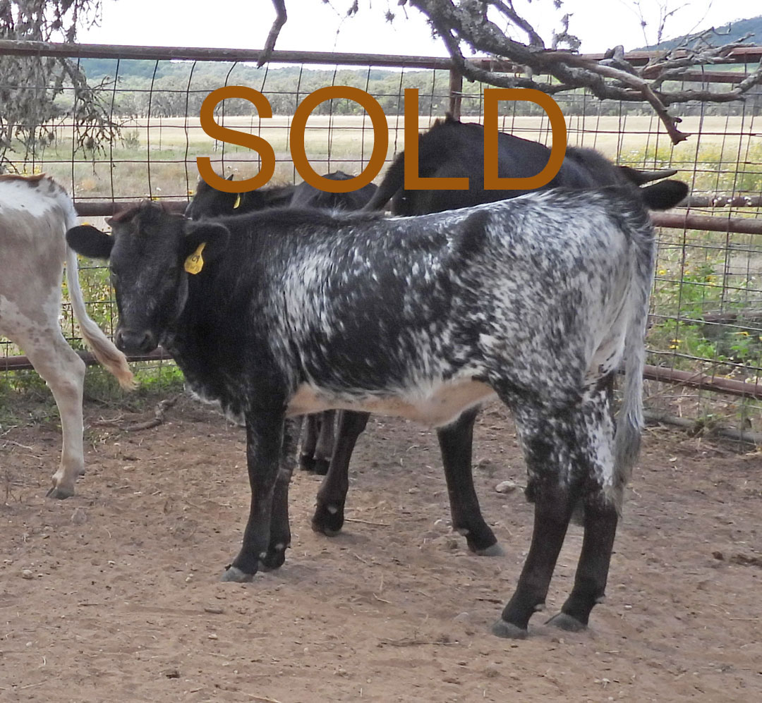 Text Longhorn heifer-Blue roan 