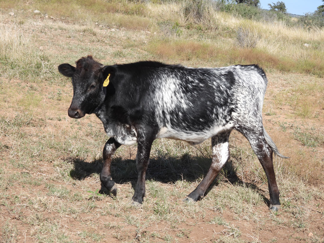 Texas Longhorn heifer; black/blue roan