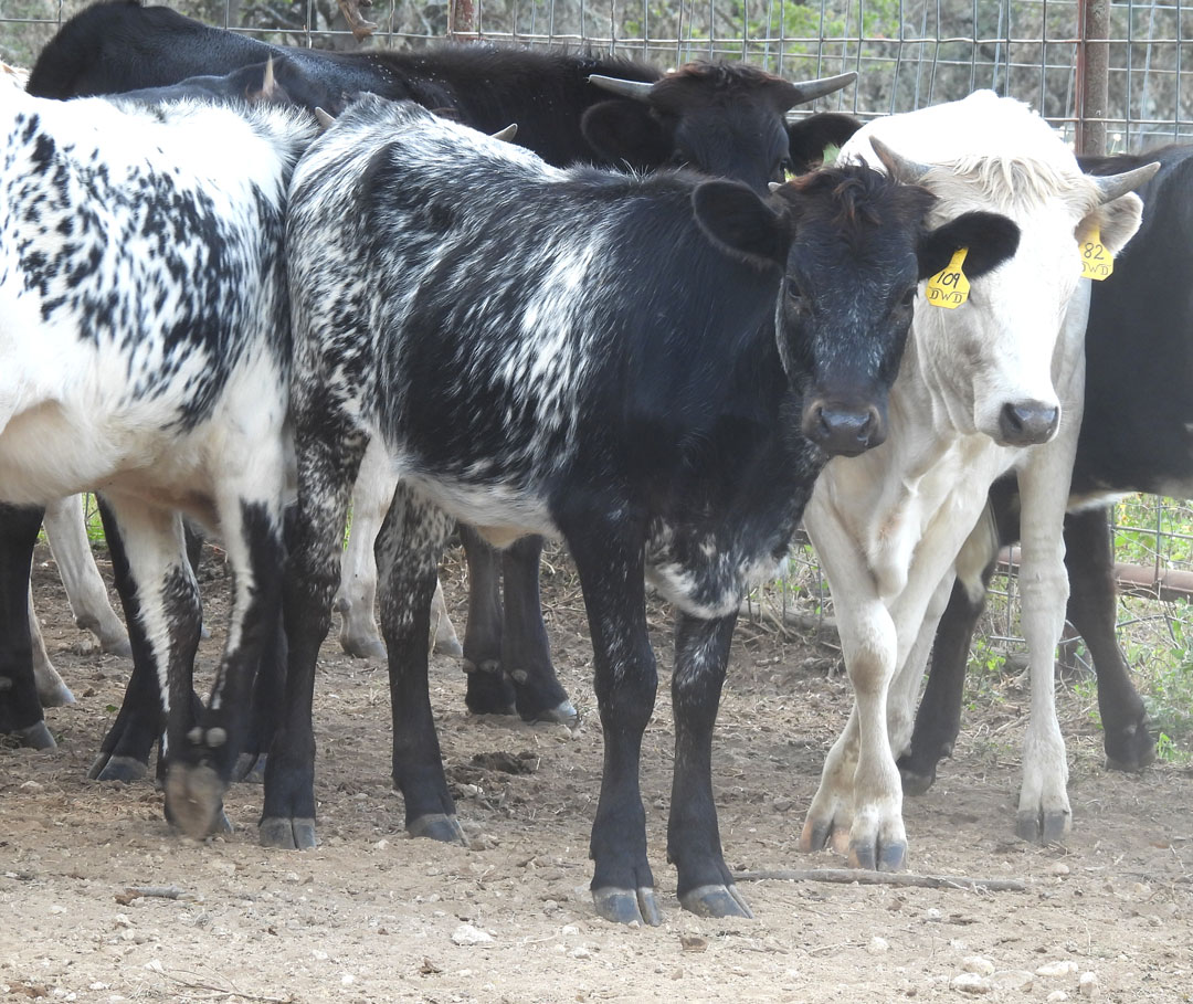 Texas Longhorn heifer; black/blue roan