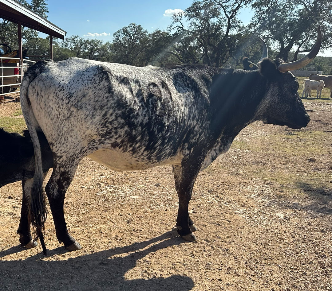 Texas Longhorn cow; black roan