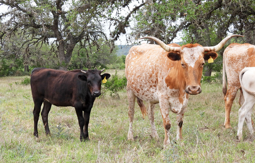 Texas Longhorn cow and heifer calf