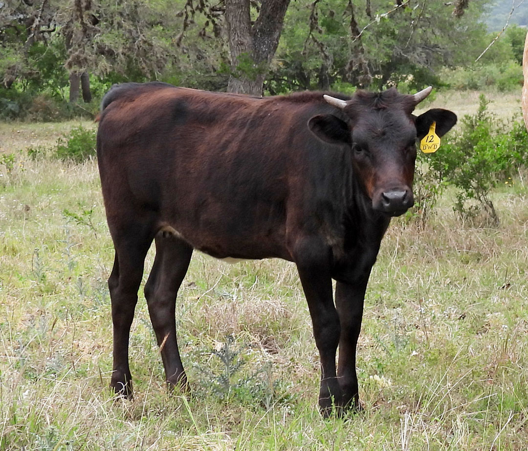 Texas Longhorn heifer; black