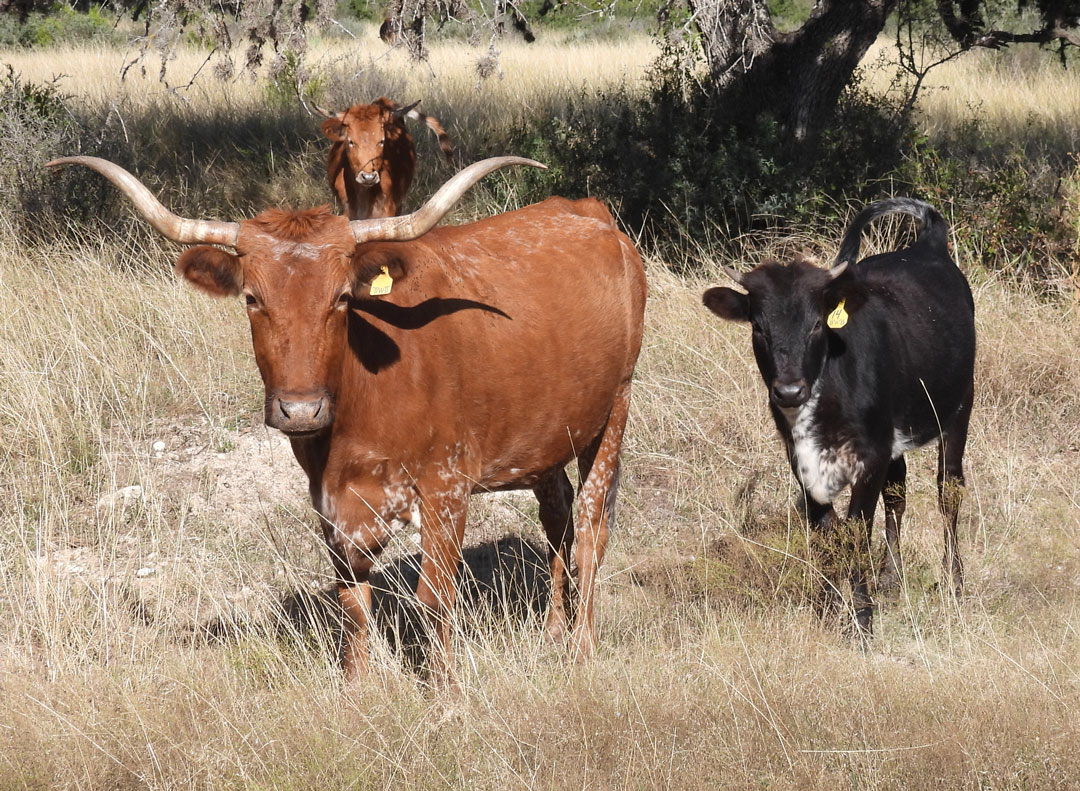 red Texas Longhorn cow with black heifer