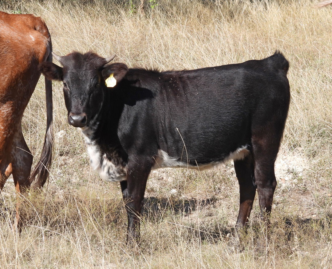 black Texas Longhorn heifer