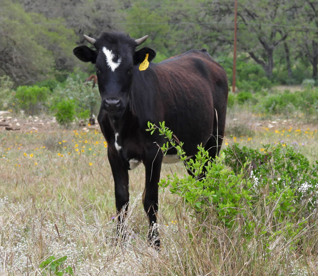 Texas Longhorn heifer; black