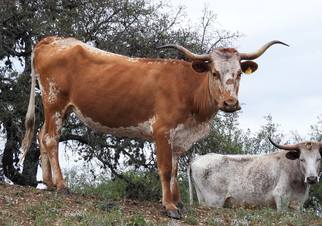 Texas Longhorn cow; red with white topline, underline and shield