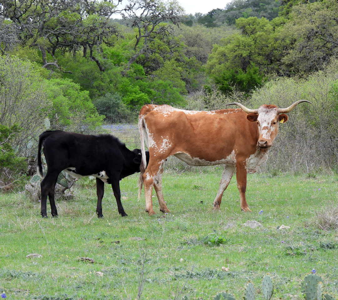 Texas Longhorn cow and heifer calf