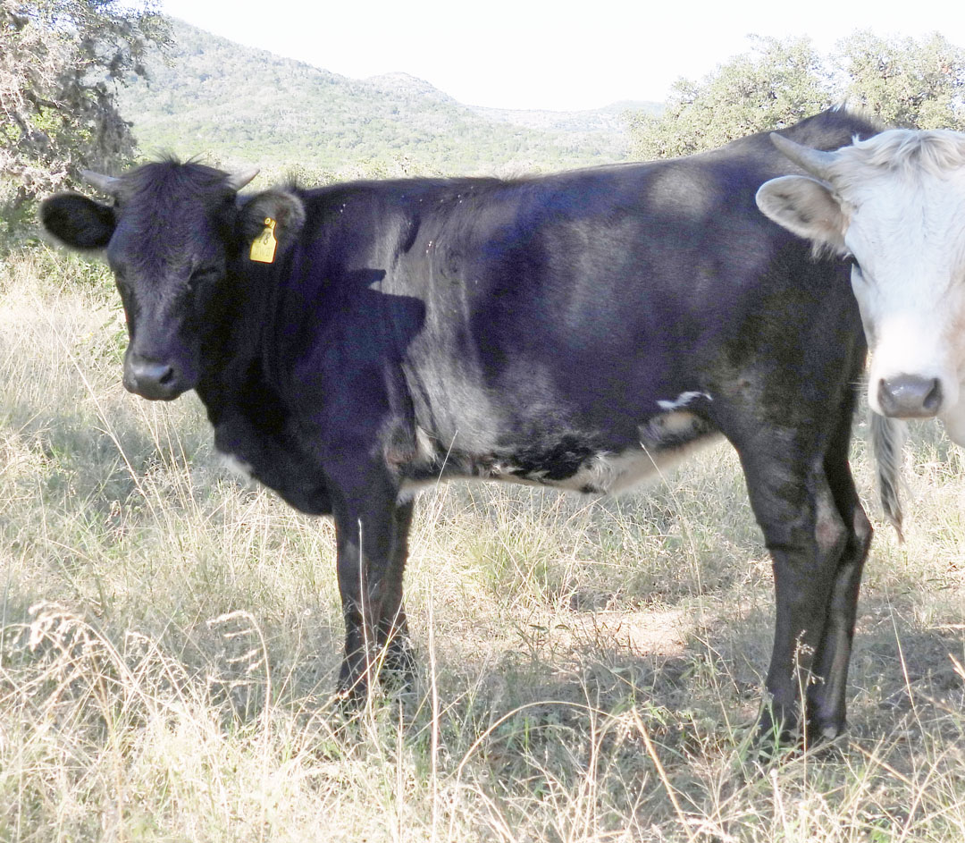 Texas Longhorn heifer ; black