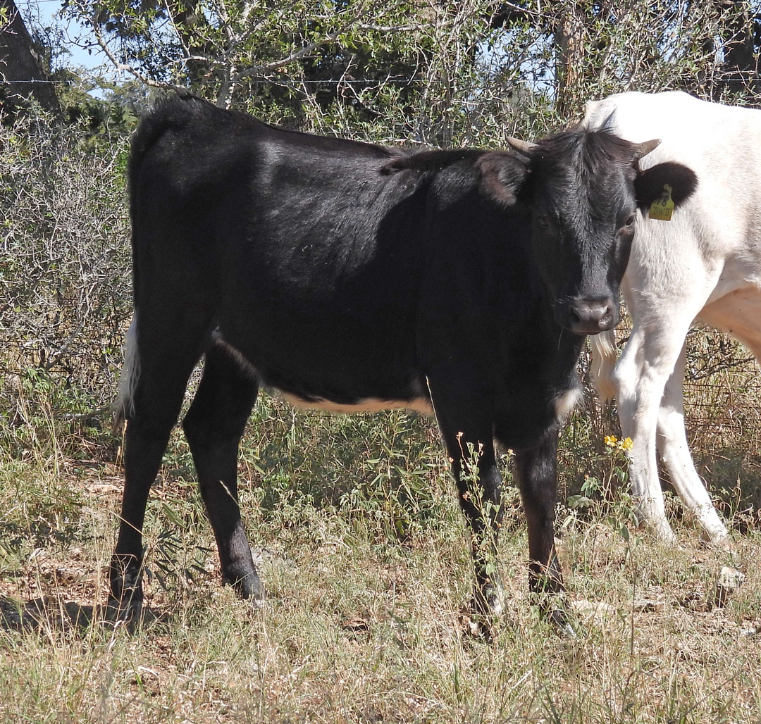 black Texas Longhorn heifer