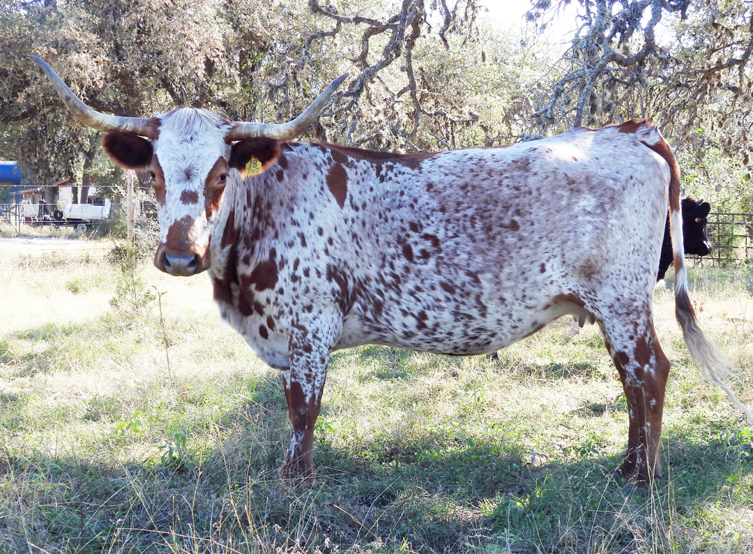 Texas Longhorn cow; red spotted