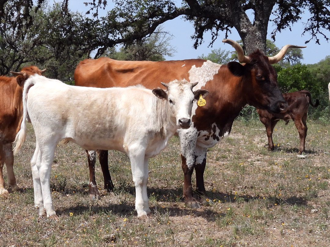 Texas Longhorn cow with heifer calf