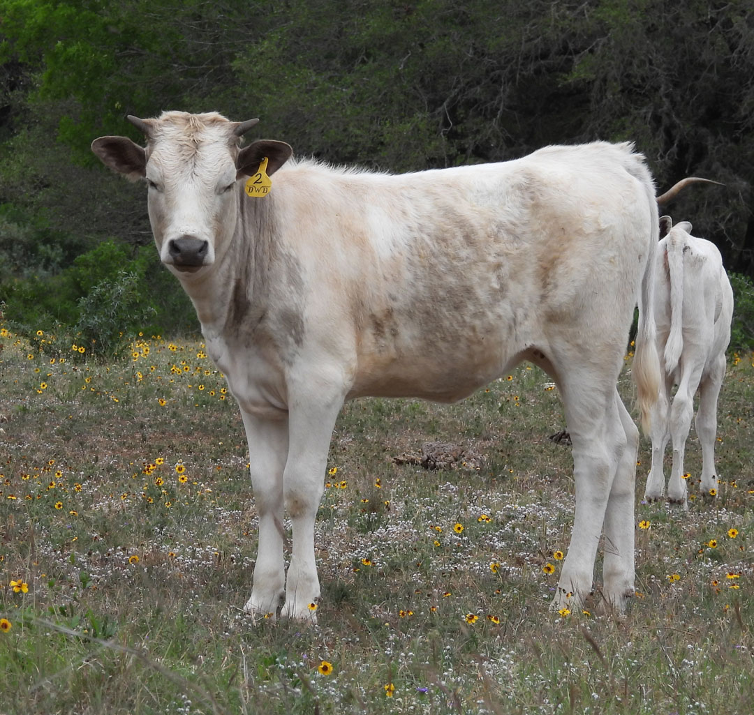 Texas Longhorn heifer; grullo and white