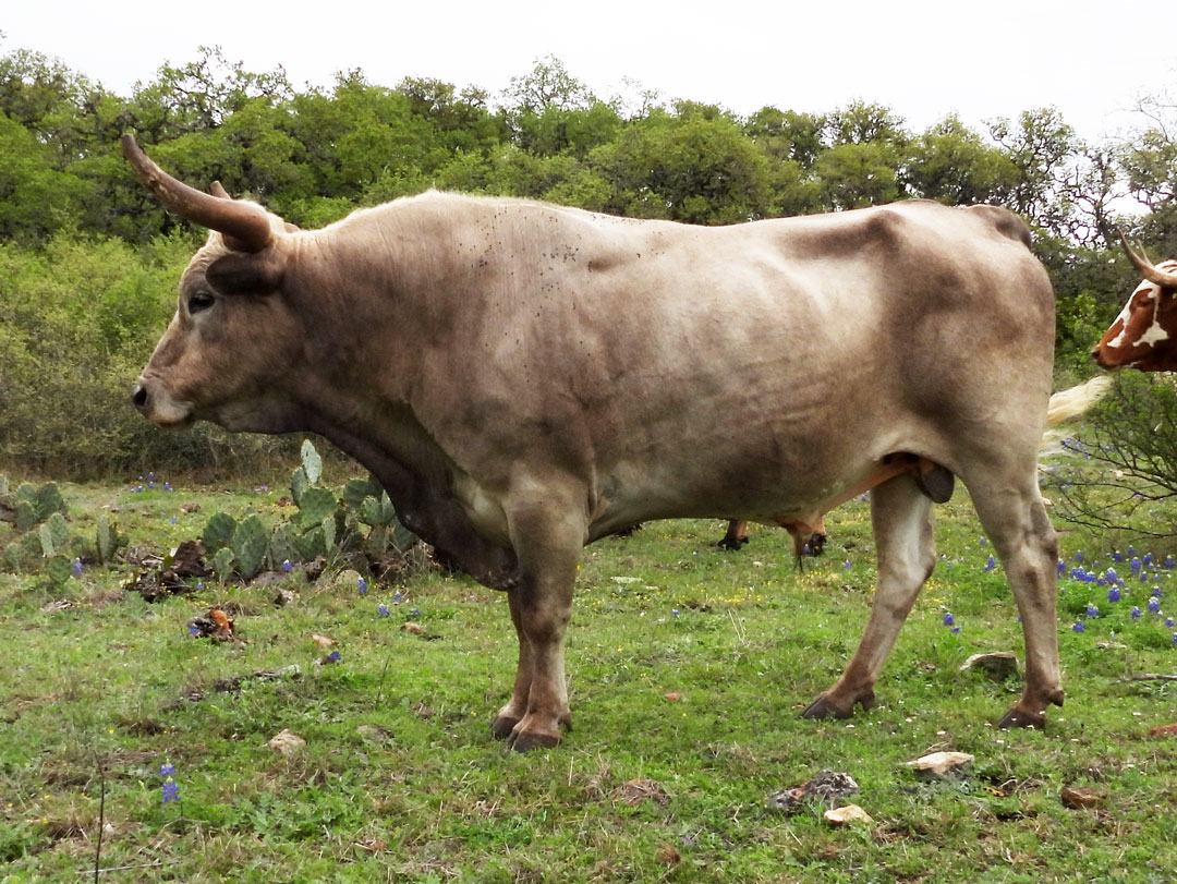 Texas Longhorn bull; grullo