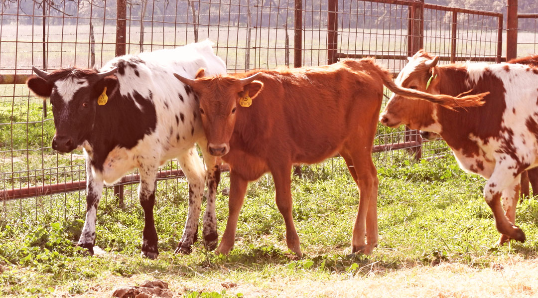 Black & white Texas Longhorn heifer with Red Texas Longhorn heifer