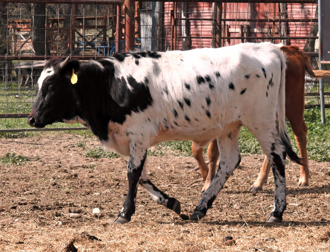 Black & White Texas Longhorn heifer