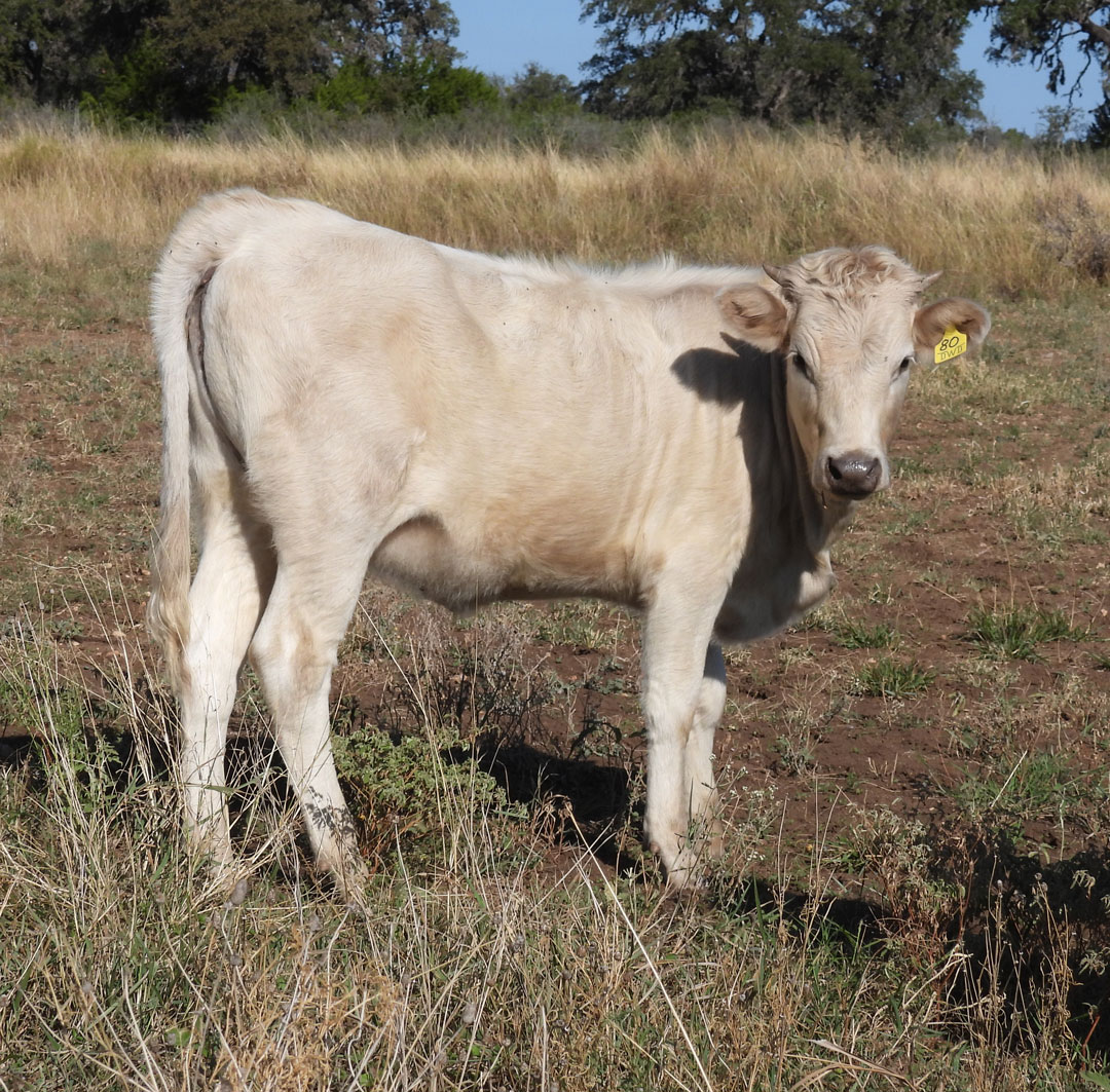 Texas Longhorn heifer; grullo