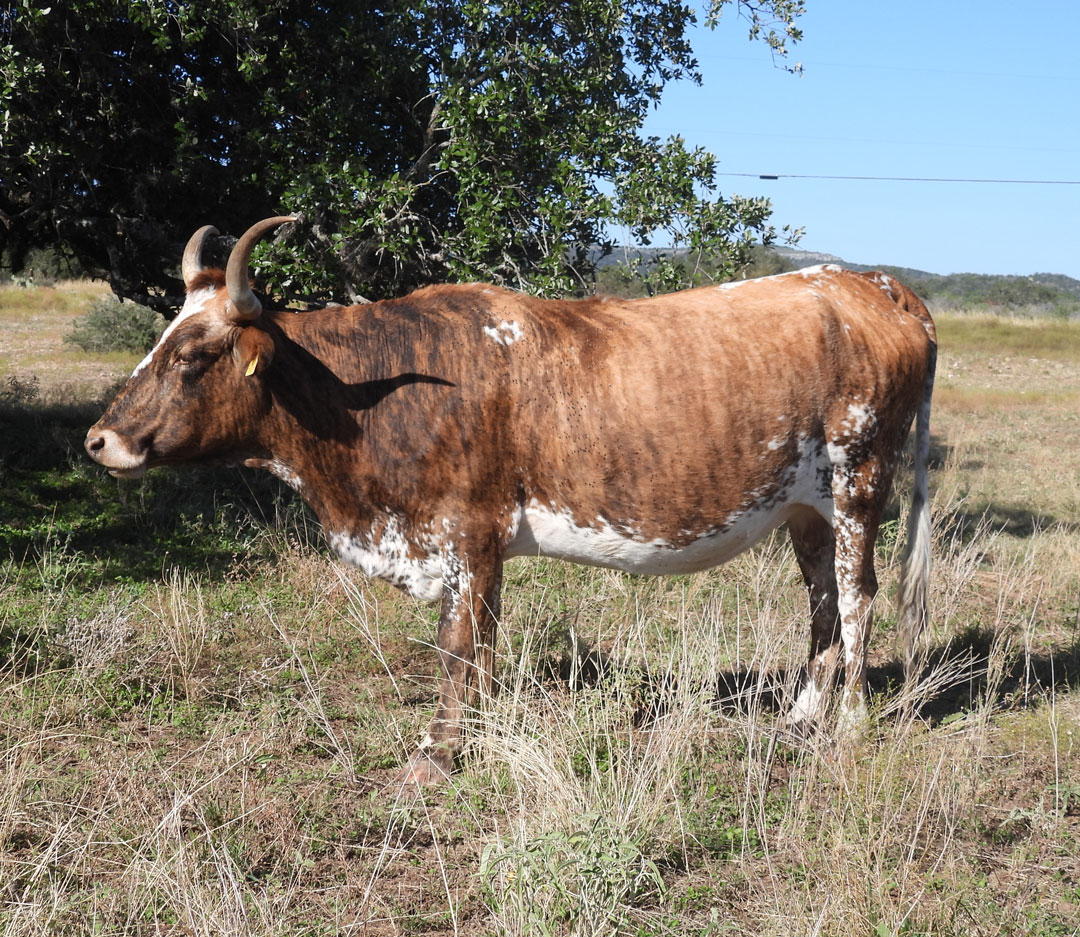 Texas Longhorn cow; brindle