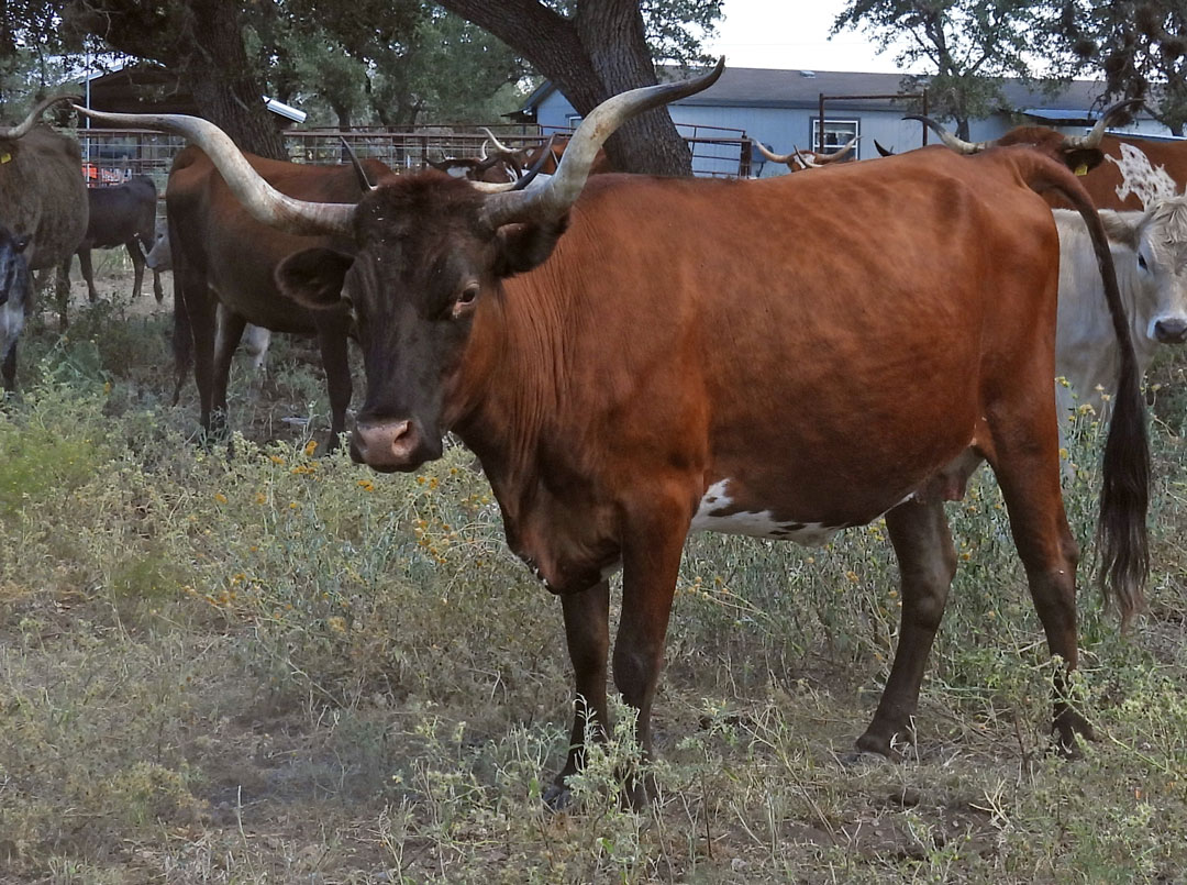 Texas Longhorn cow; brown