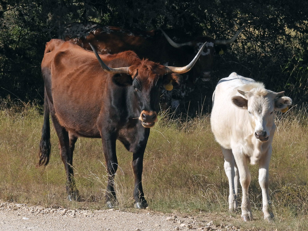 Texas Longhorn cow; brown with grullo heifer