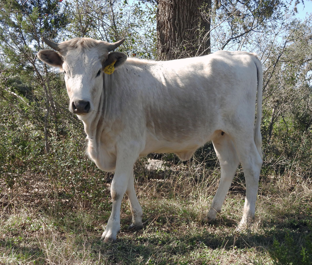 Texas Longhorn heifer; grullo roan