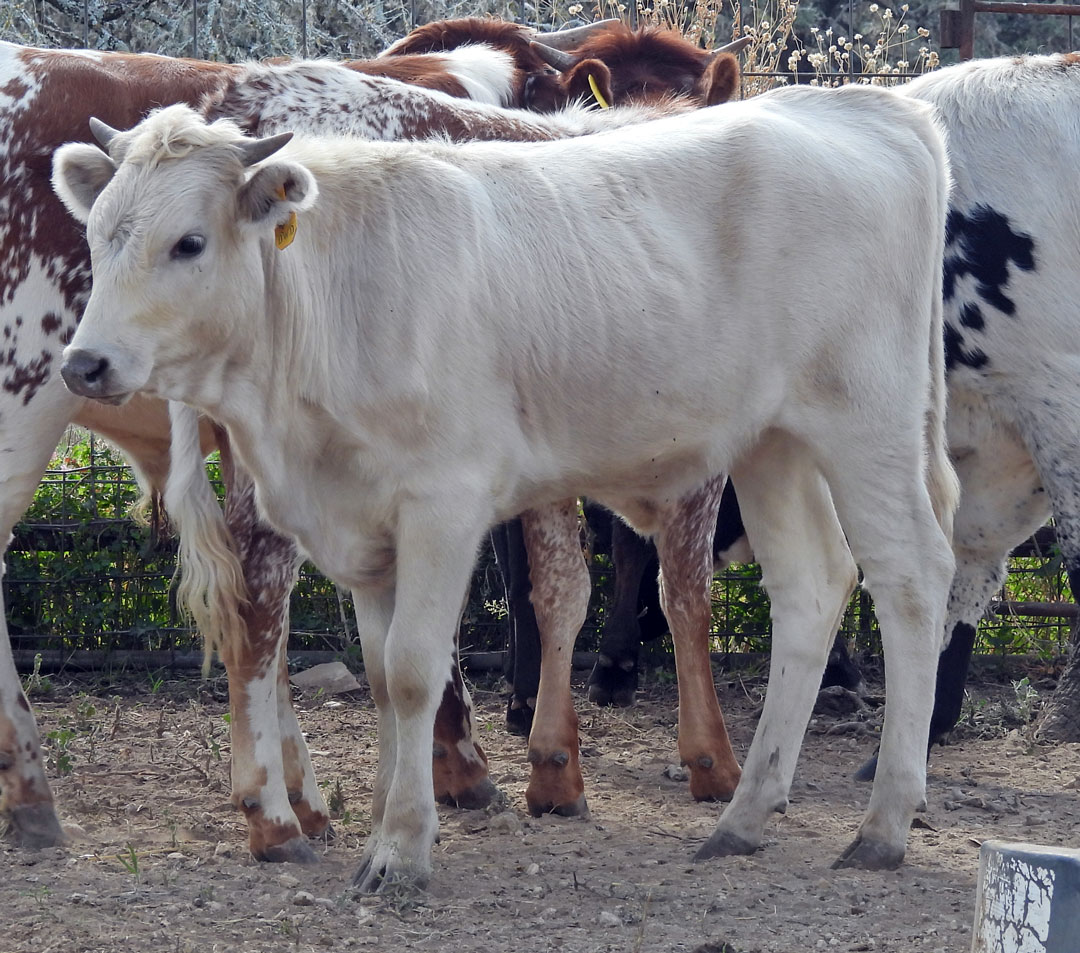 Texas Longhorn heifer; grullo