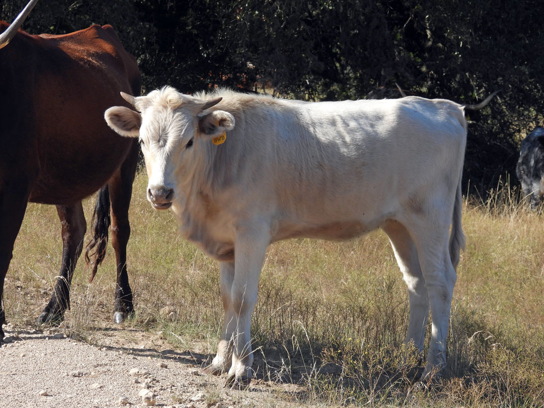 Texas longhorn heifer; light grullo