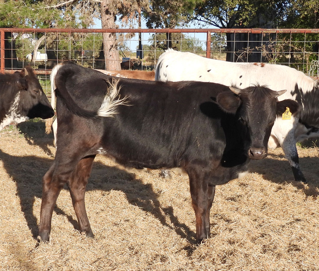 Texas Longhorn heifer; black