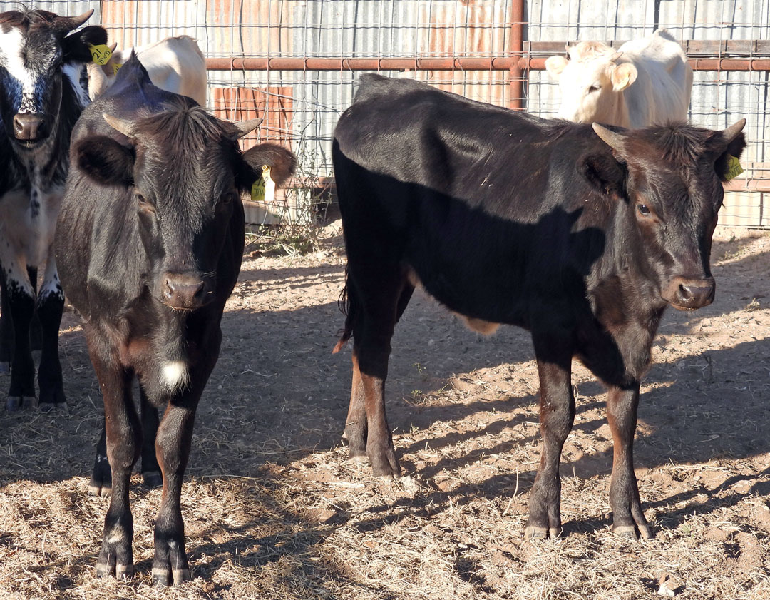 Texas Longhorn heifers; black