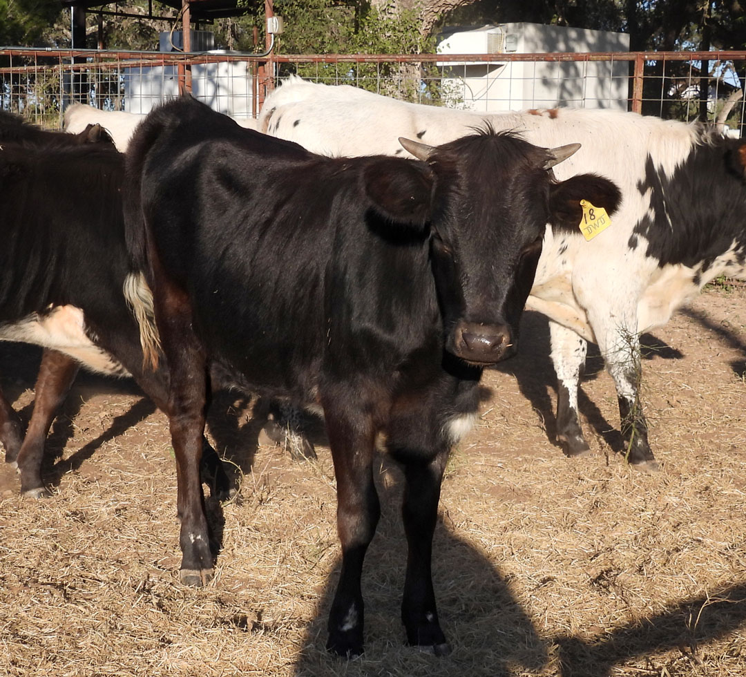 Texas Longhorn heifer 18/24