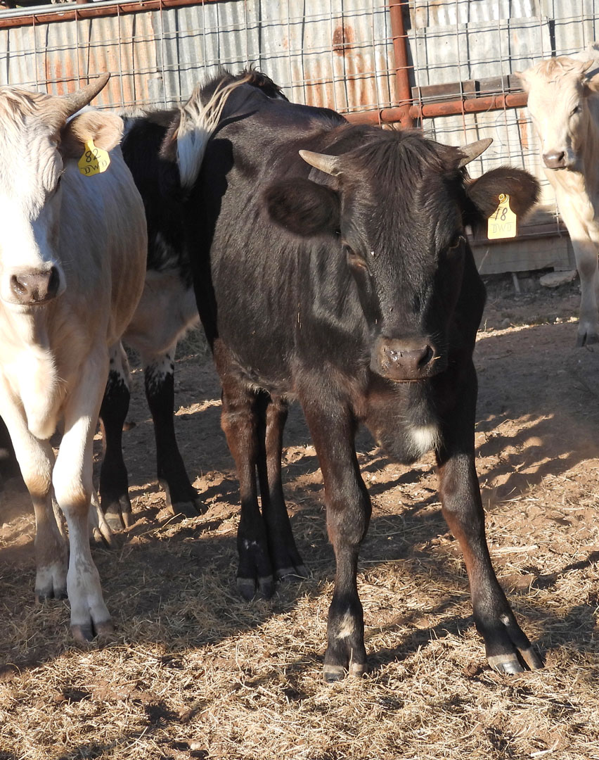 Texas Longhorn heifer; black