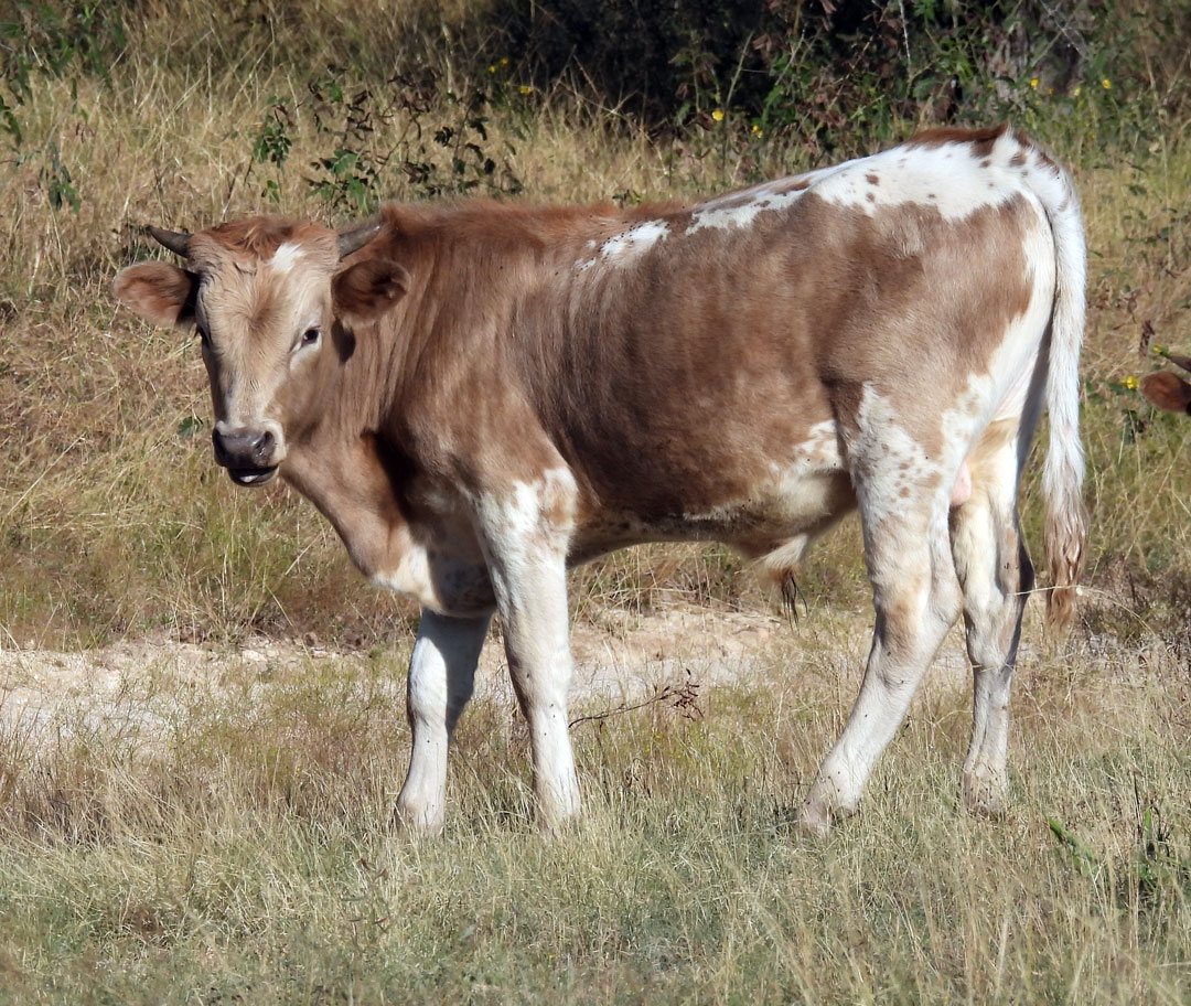 Texas Longhorn bull calf; grullo and white