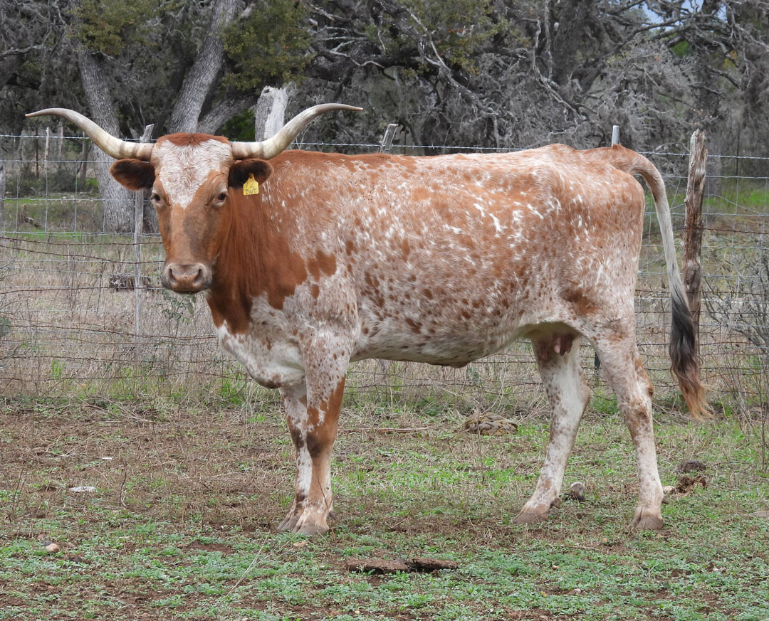 Texas Longhorn cow; red with white roan speckles