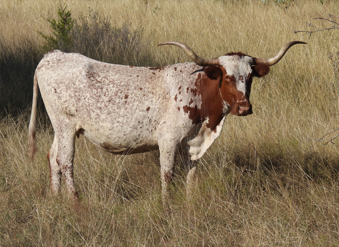 white Texas Longhorn cow with red head and roan speckles