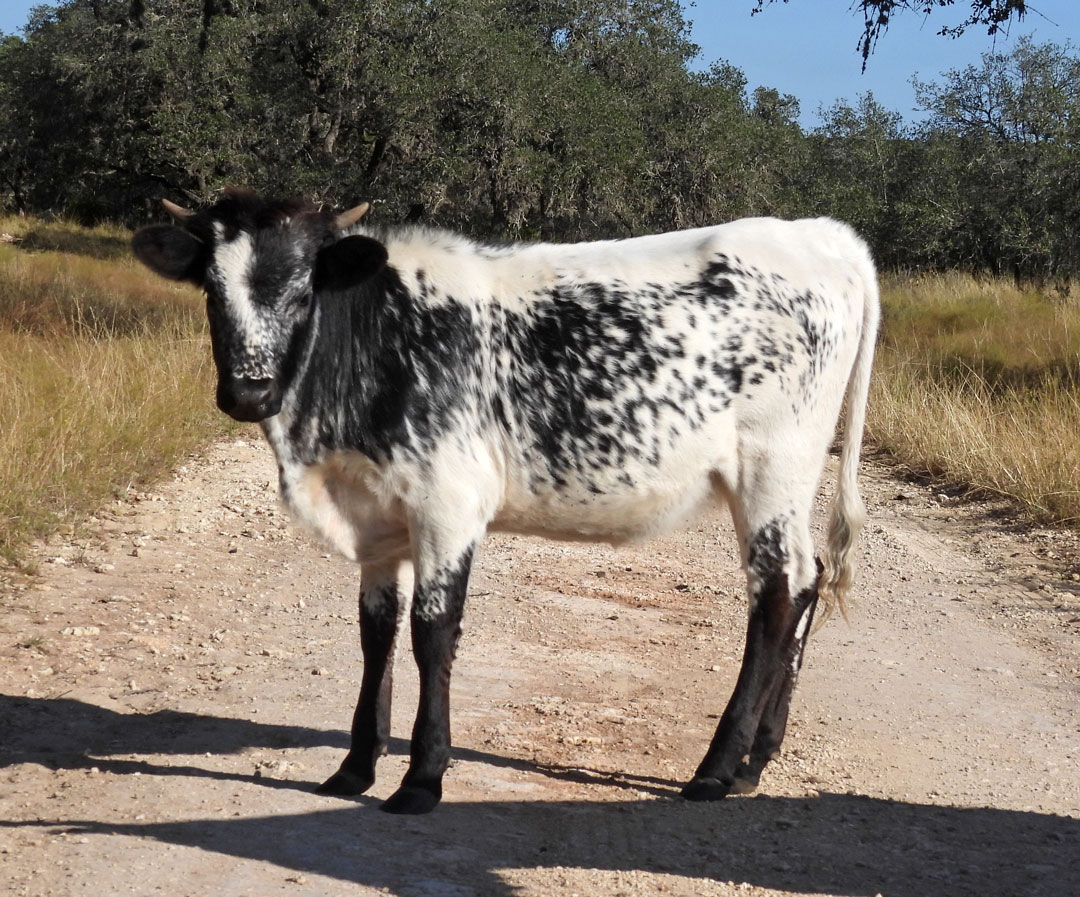 black & white speckled Texas Longhorn heifer