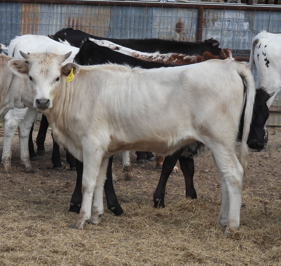 Texas Longhorn heifer; shiny light golden grullo