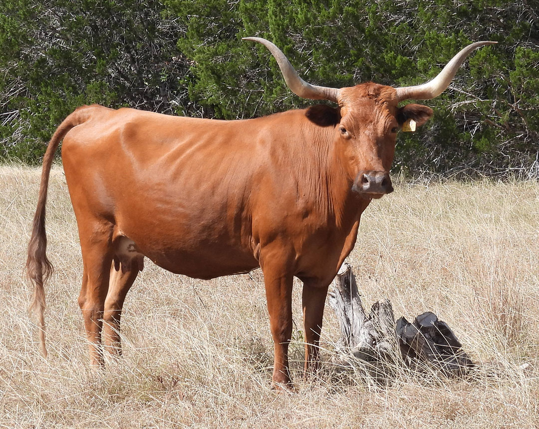 Texas Longhorn cow; red