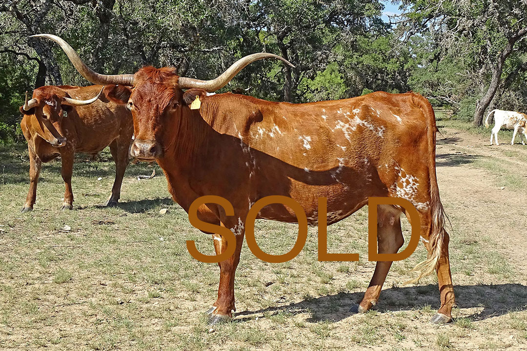 Texas Longhorn:  red with white speckles