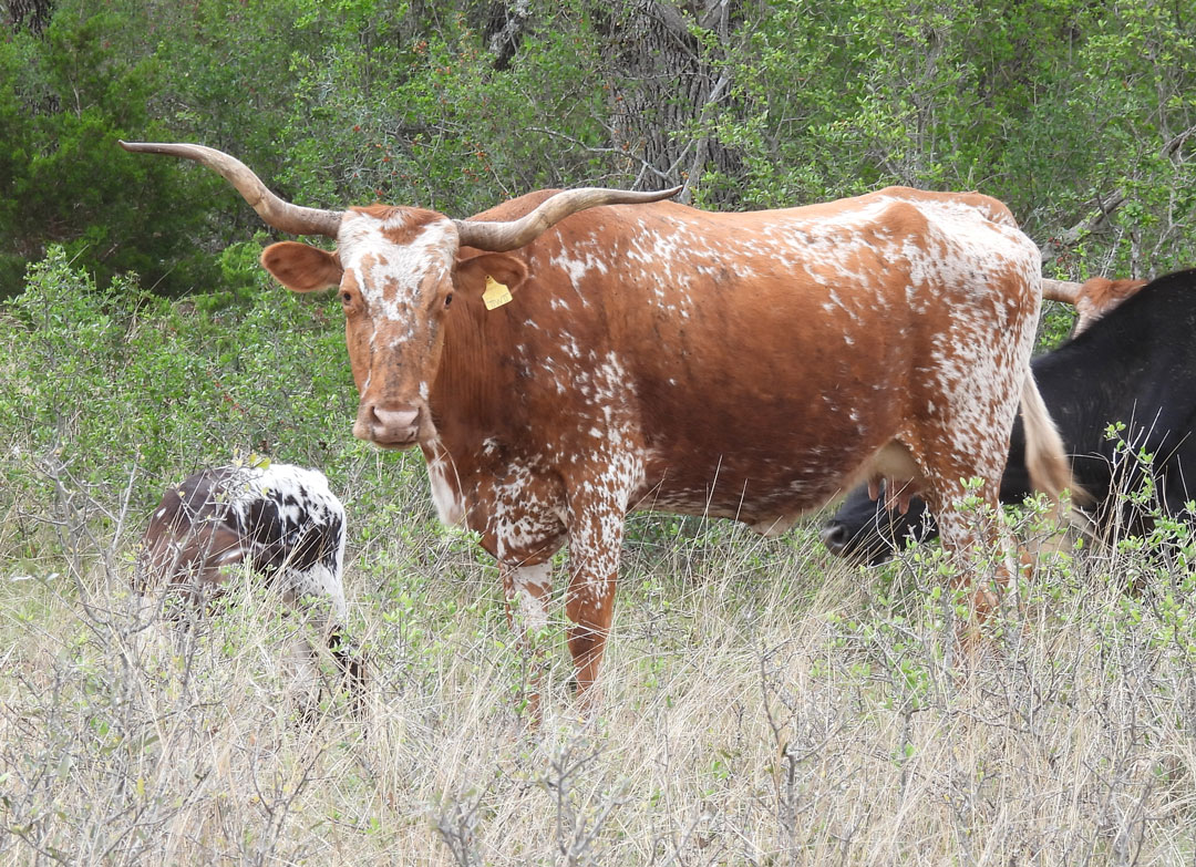 Texas Longhorn cow; red with white speckled towline and rump