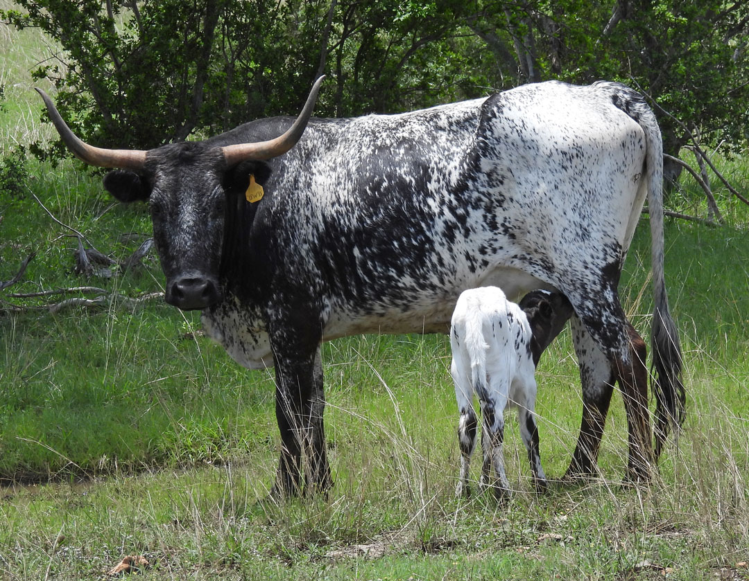 Texas Longhorn cow, black with blue & white roan speckles