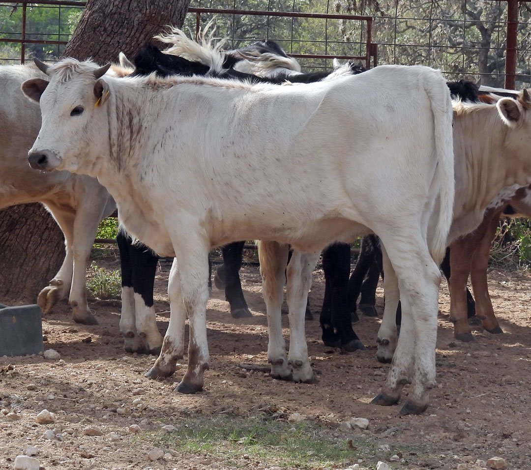 Texas Longhorn heifer; white with light roan speckle