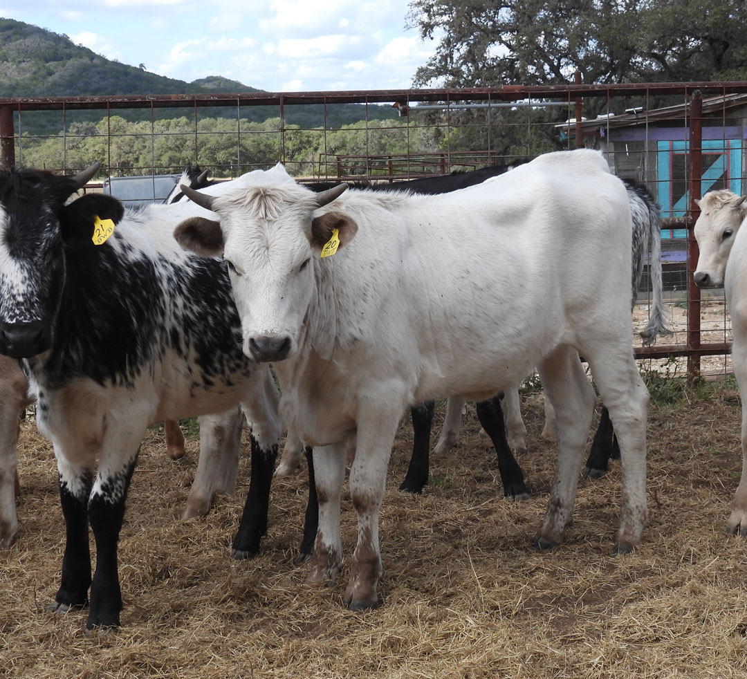 Texas Longhorn heifer; white with light roan specks