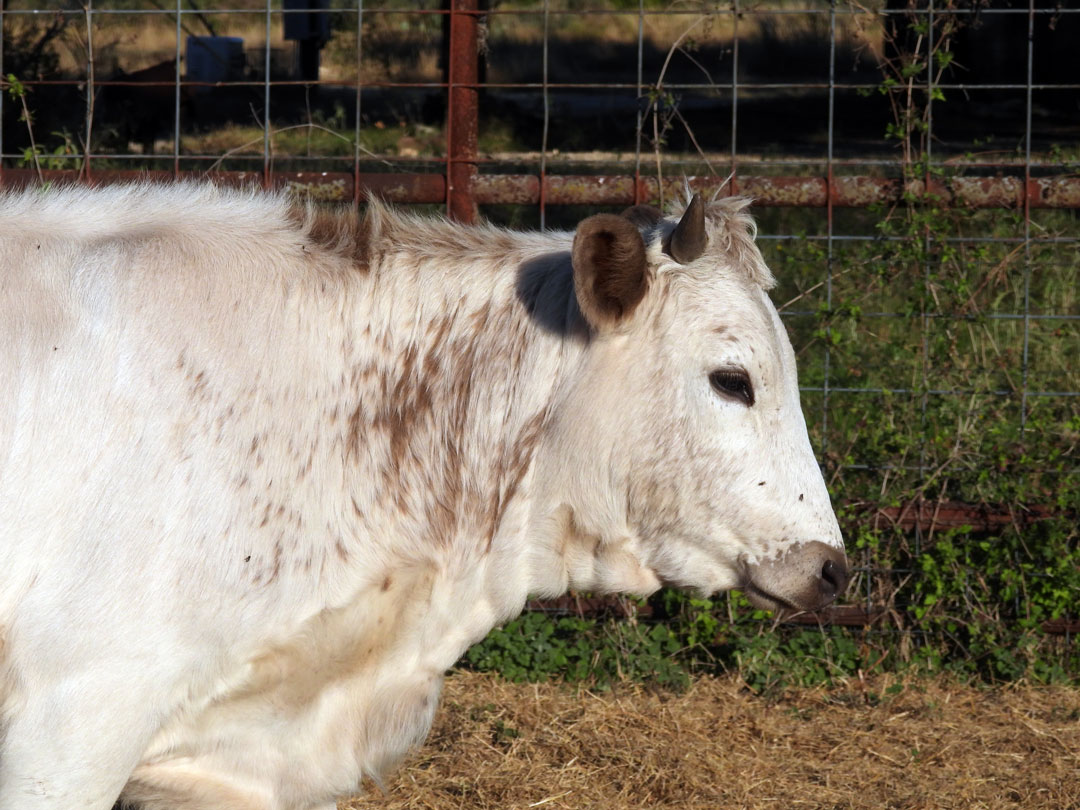 Texas Longhorn heifer; light roan speckled