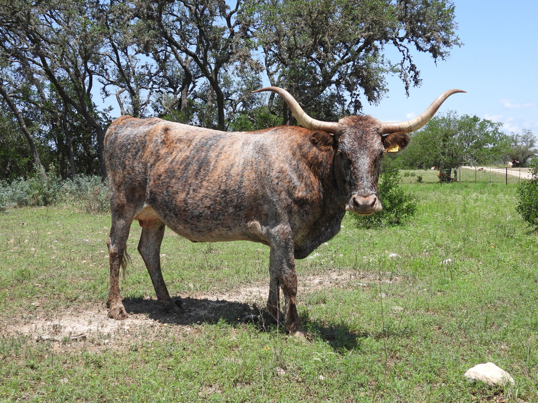 Texas Longhorn cow; blue and dilute red brindle