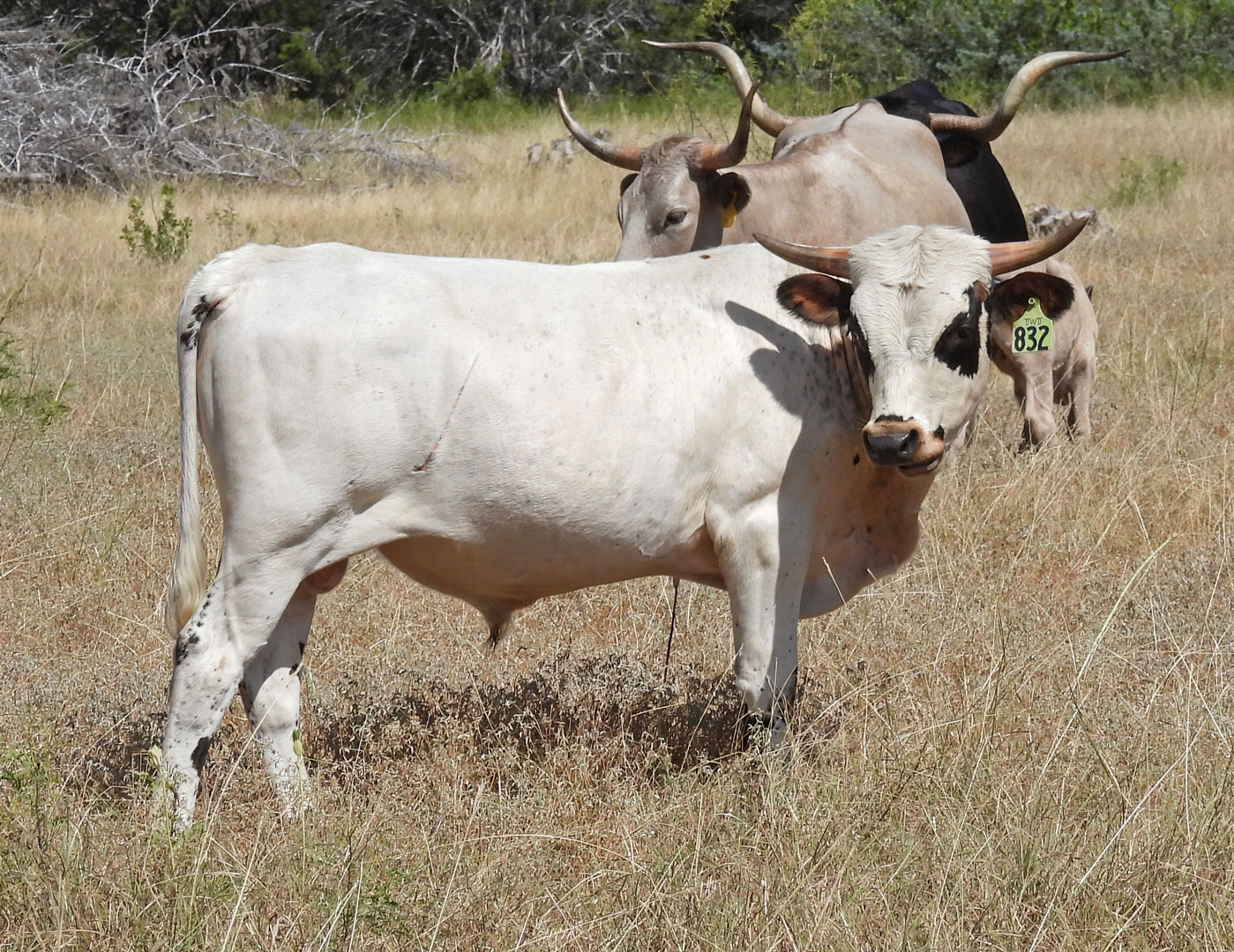 white Texas Longhorn yearling bull